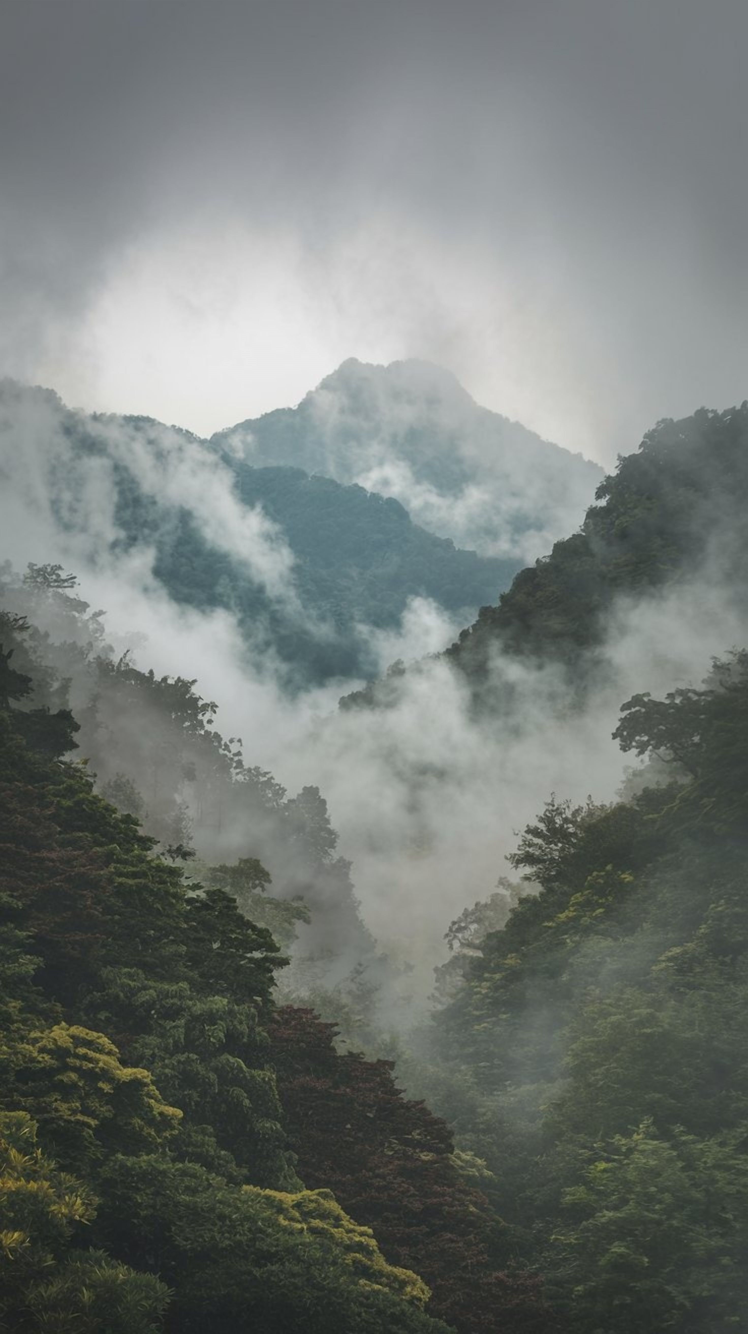 朝霧